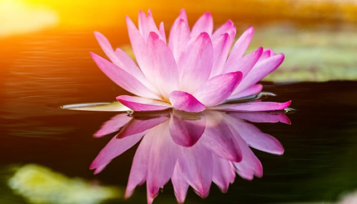 significado de la flor de loto rosa