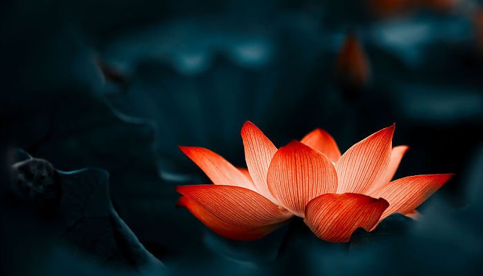 significado de la flor de loto roja
