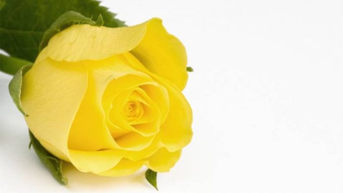 significado de las rosas amarillas