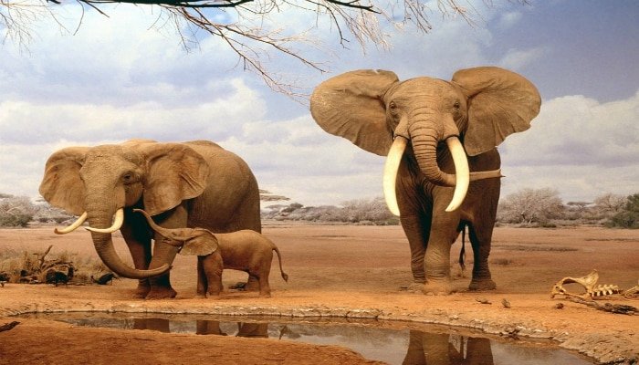 soñar con elefantes